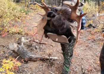 Bull Moose Hunting Central BC