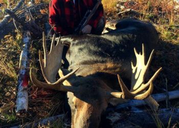 Moose Hunting BC