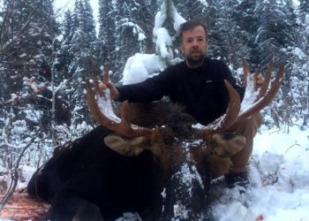 Moose Hunting Canada