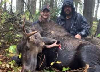 Moose Hunting Canada BC