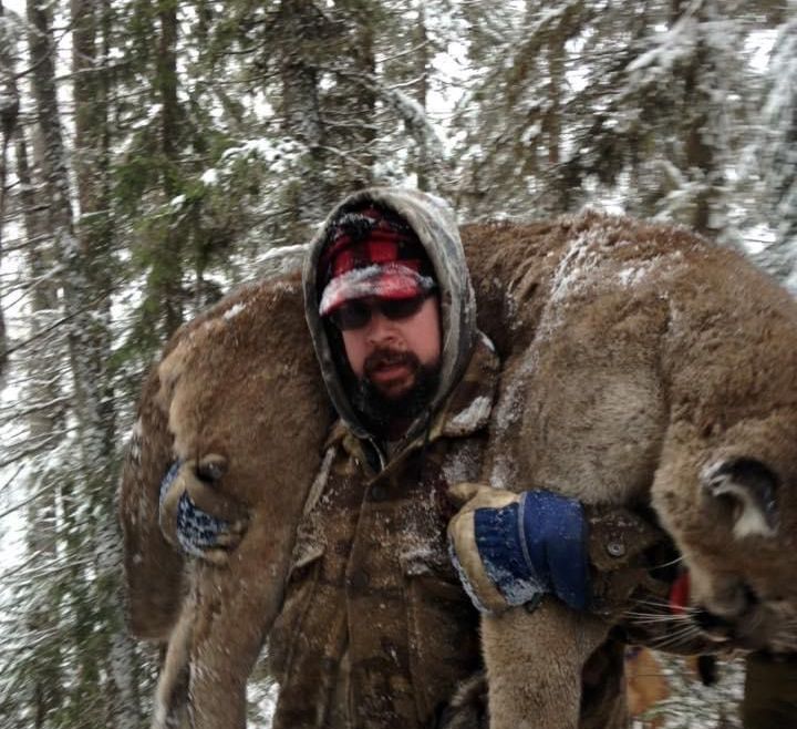 Lynx and Cougar Hunting