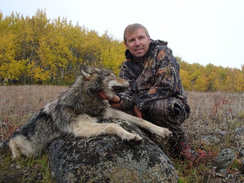 hunted wolf hunted wolf
