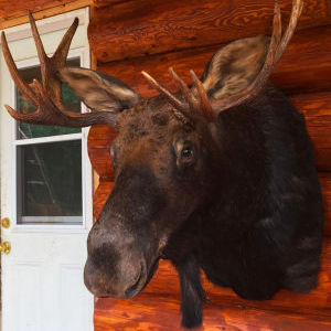 mountmoose