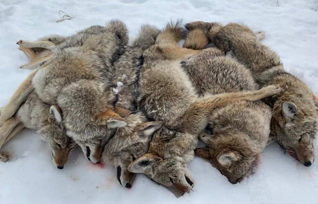 Wolf and Coyote Hunting