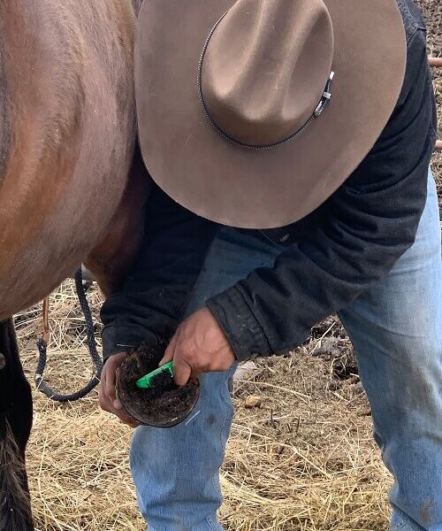 footcare shoeing horse bC
