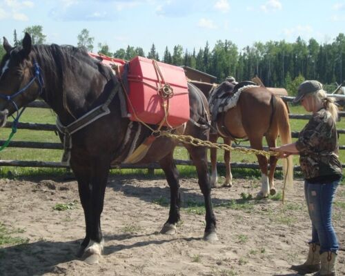 horse first aid course