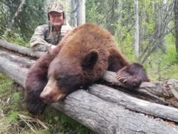brown bear hunting