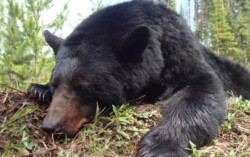 Bear hunting BC