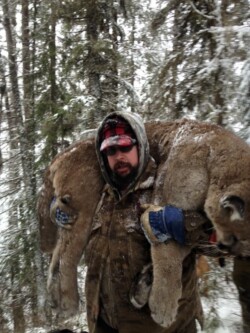 Cougar hunting BC