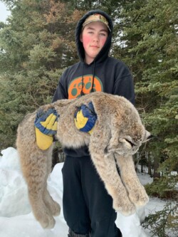 Lynx Hunt BC