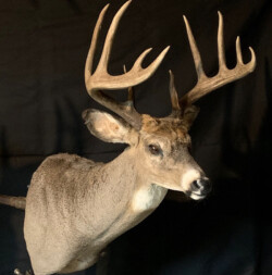 whitetail Deer taxidermy